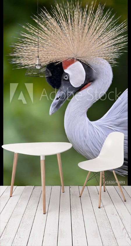 Picture of Closeup of Black Crowned Crane Balearica pavonina seen from profile